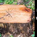Six Good Reasons to Get Rid of Tree Stumps